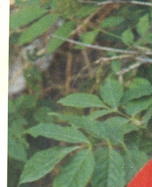 Teah Kay Kratz Obituary - Upland, CA