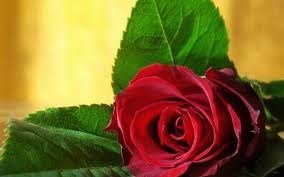 Obituario de Alaida Lipari