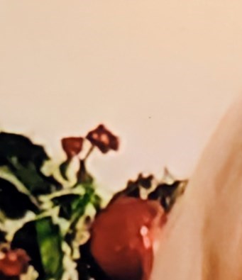 Ann Steed Cathy Stevens Obituary - Columbus, OH