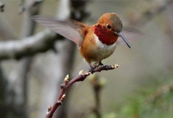 Obituary of Carol Joyce ELLIS