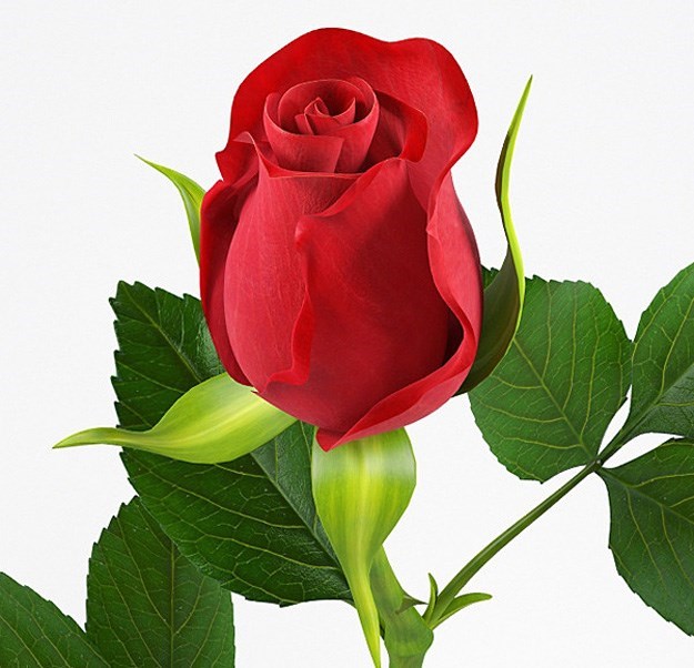 Obituary of Emilia Enriqueta Quinonez