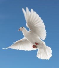 Obituary of Jesus Sanchez