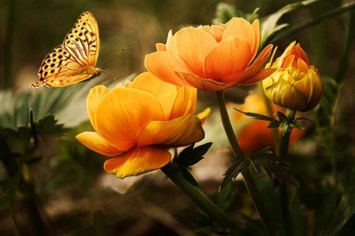 Obituary of Gretchen M Buchanan