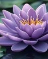 Obituary of Randy Tin-Fan Yuan