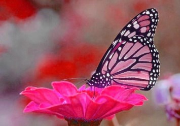 Obituary of Beatrice Joan Bonino