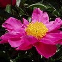 Obituary of Margery Parker