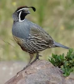 Obituary of Sue Wynne Cummings