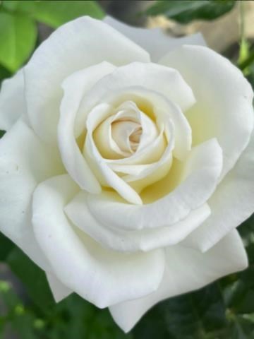 Obituario de Ysora Maria Sigarroa