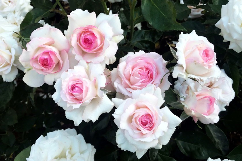 Obituary of William Raymond Summers Jr.