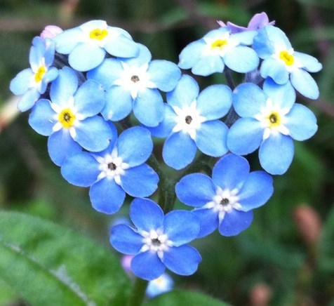 Obituary of Gayle Richardson Brebner