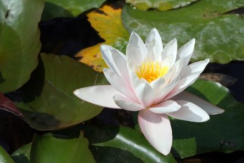 Obituary of Wai Ping Doris Lau