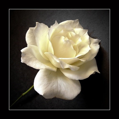 Obituary of Jocelyn "Jody" Cook