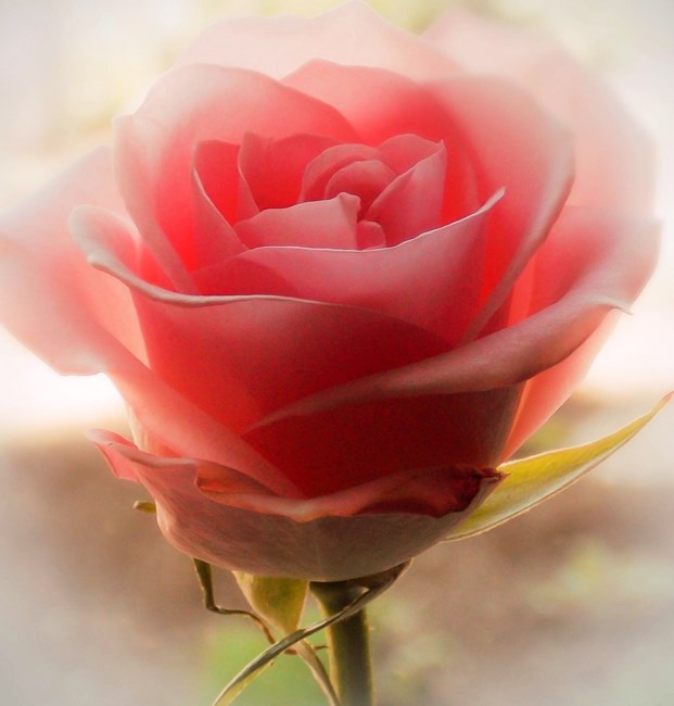 Obituary of Mary E. Flaschenriem