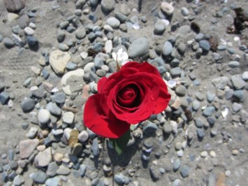 Obituary of Sandra Paulette DAVID