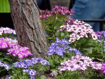 Avis de décès de Margie R. Brewer