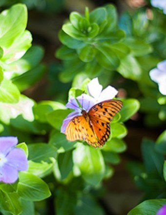 Obituary of Valerie D Nolin