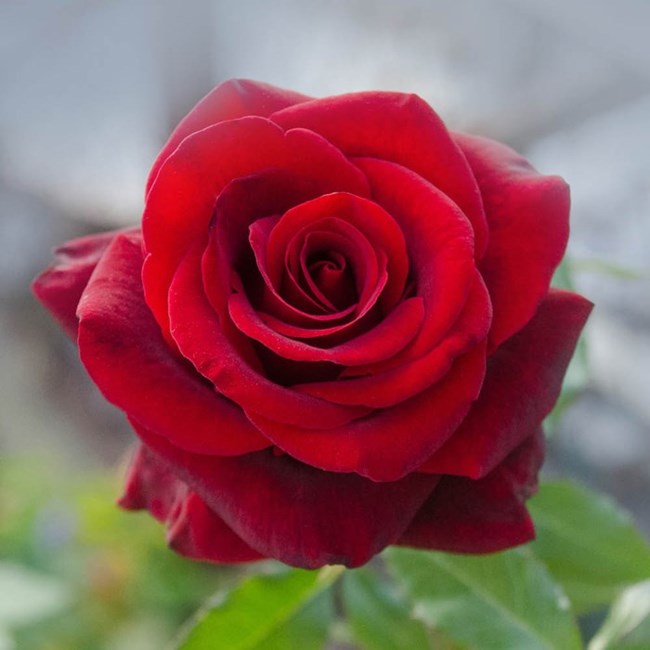 Obituary of Dawn Kimberly Kennedy