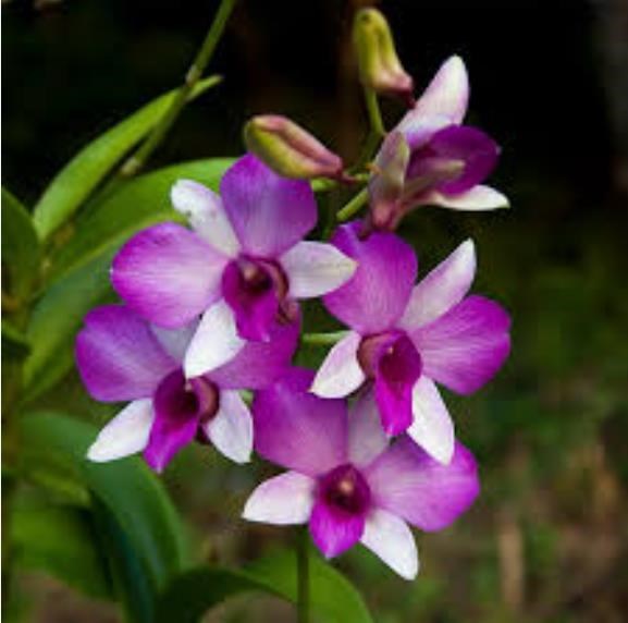 Avis de décès de Luz Elenia Alvarez Perez