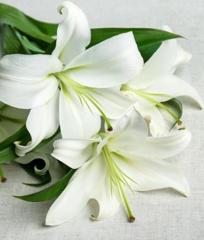 Obituary of Sylvia Barnet