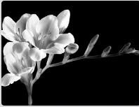 Obituario de Thomas Elton Mix