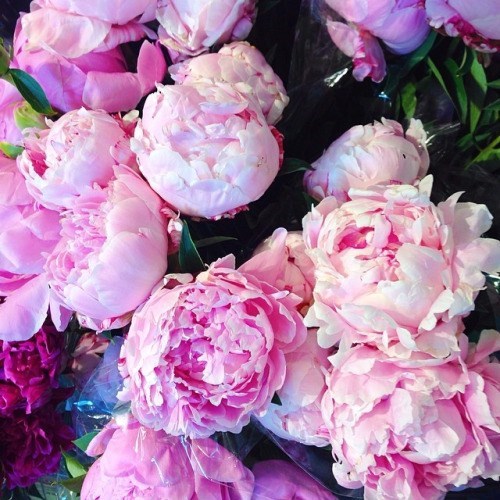 Avis de décès de Rose Ann Peters