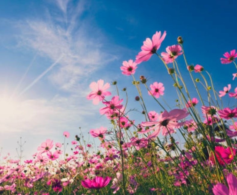 Avis de décès de Barbara Helen O'Rear