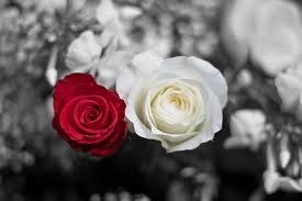 Obituary of Carol L Bane