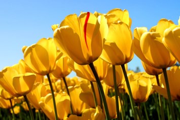 Obituary of Margaret Ann Remy