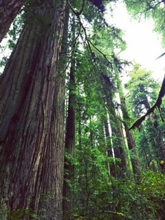 Obituary of Li Sheng Zhang