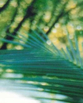 Priscilla Racho Atuel Obituary - San Diego, CA