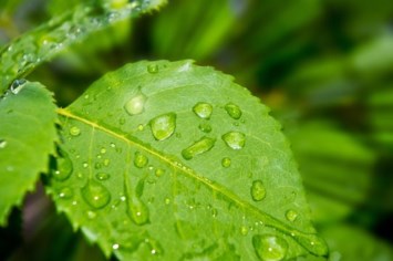 Obituary of George Carl Hoskins