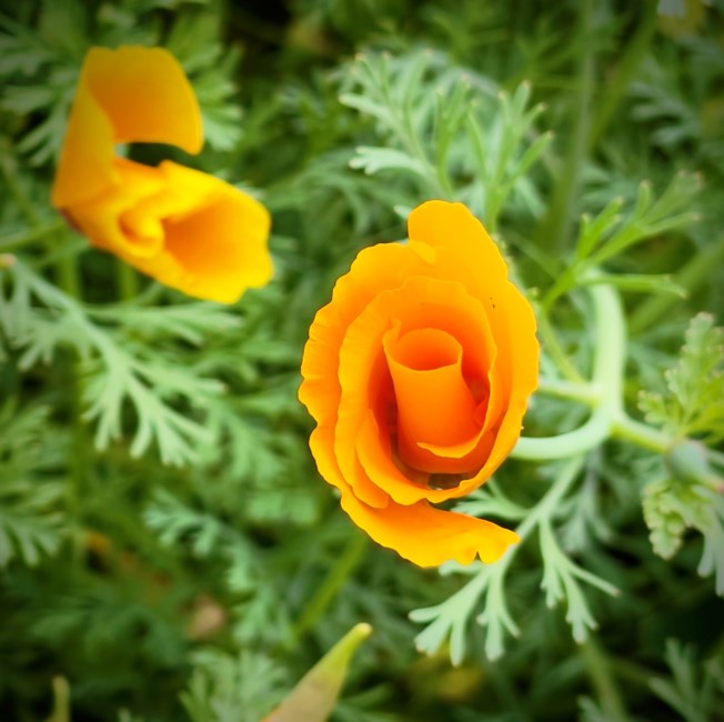 Obituary of Maurice Crum