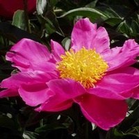 Obituary of Hien Thi Tillman