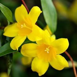 Obituary of Lucy Harrison Fahringer