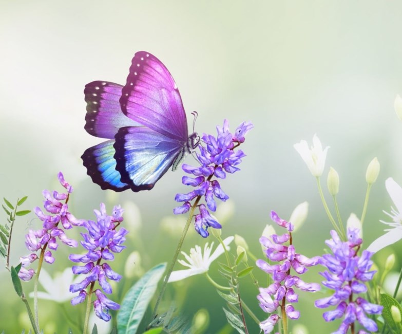 Obituario de Alice Kay Pretasky