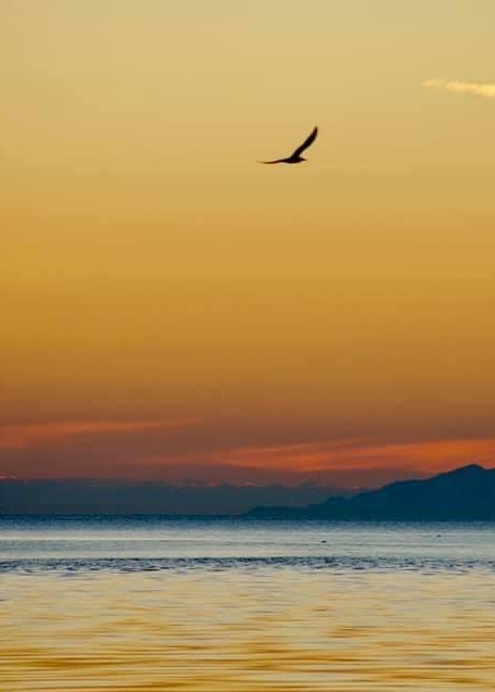 Obituary of Mr. Tuong Dinh Thien Ngo