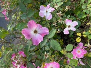 Obituario de Elizabeth A Jackson