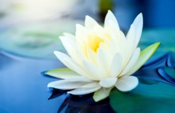 Obituary of Nicolette Ozzimo