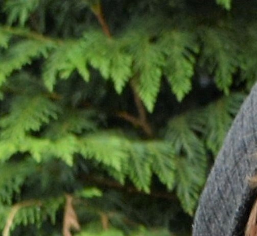 Richard Carl Illian III Obituary - Renton, WA