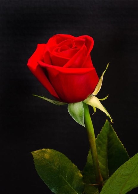 Obituary of Patricia Joanne Harris