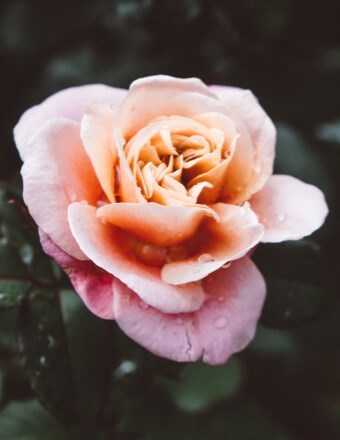 Obituary of Ernestine Gutierrez Bennett