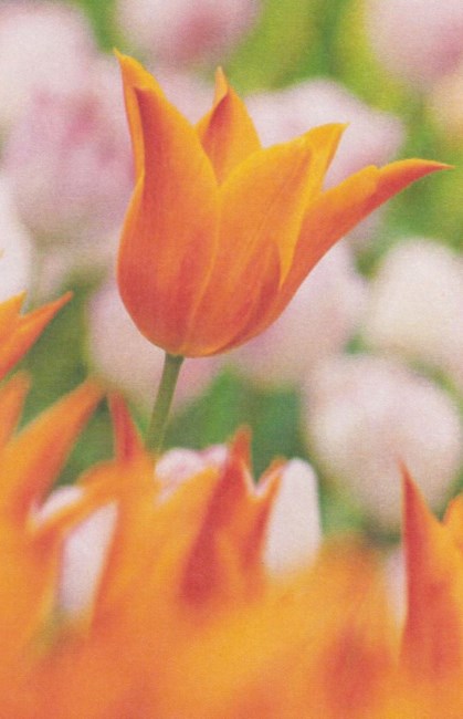 Obituary of Irene Sheehy