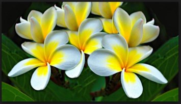 Obituary of Maria Petra Ramos