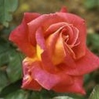 Obituary of Dorothy Bishop