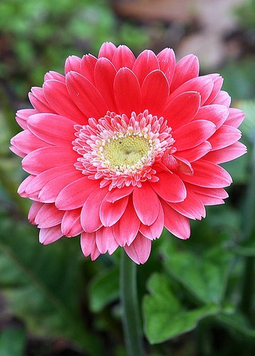 Obituary of LaDonna Gerig