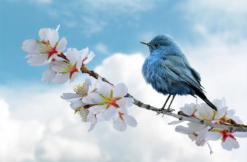 Obituary of Thomas Christopher Montoya