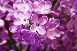 Obituary of Phyllis Joan Mason