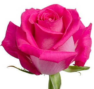 Obituary of Patricia Ann Kelsall