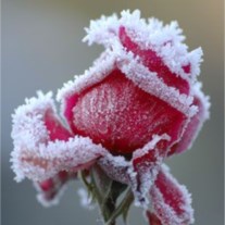 Obituary of Carol J Tagliente