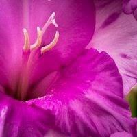 Obituary of Jeanne Rae Cunningham